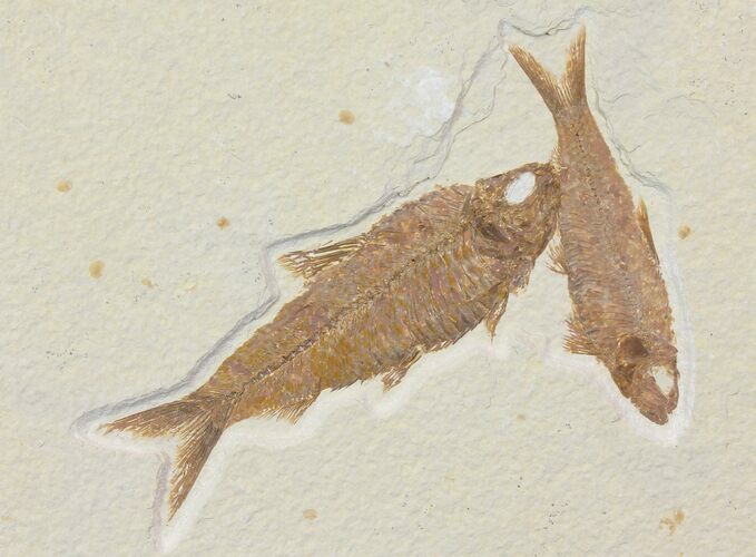 Two Beautiful Fossil Fish (Knightia) - Wyoming #116761